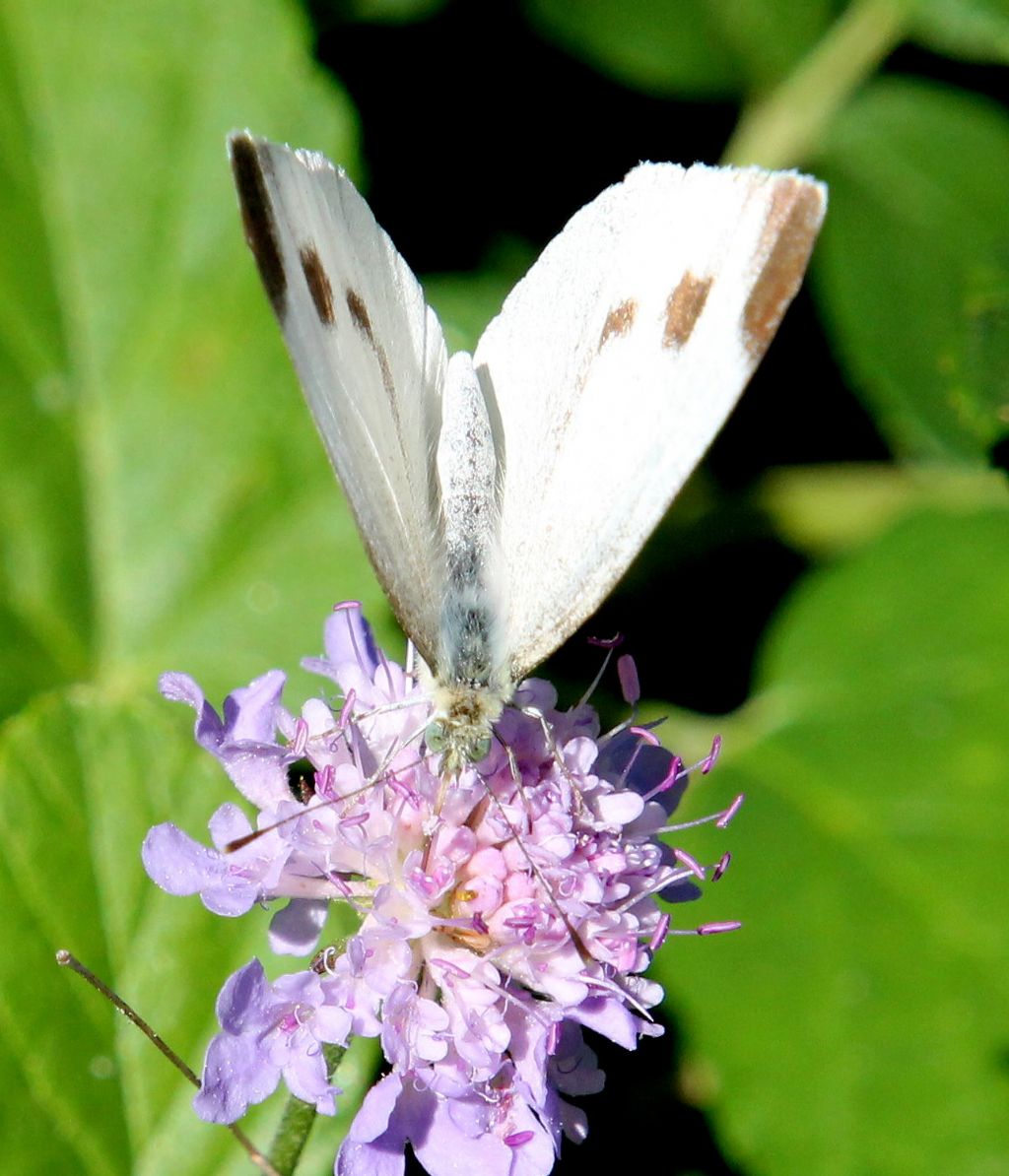 Pieris mannii?  S